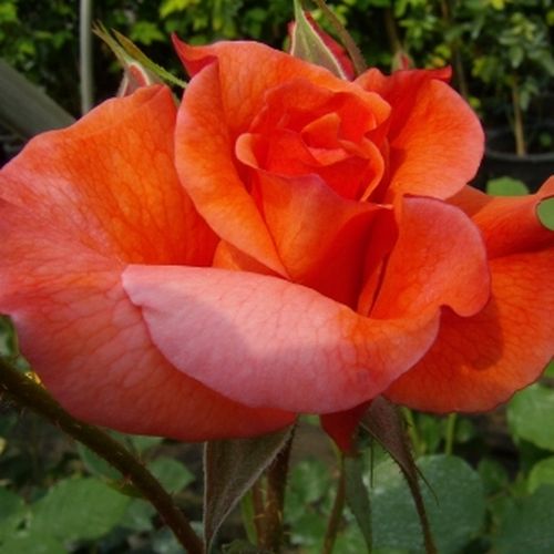 E-commerce, vendita, rose, in, vaso rose arbustive - arancione - Rosa Gypsy Dancer - rosa dal profumo discreto - Patrick Dickson - Cresce bene, ha fiori dai colori brillanti, ricchi e decorativi, con foglie meravigliose
